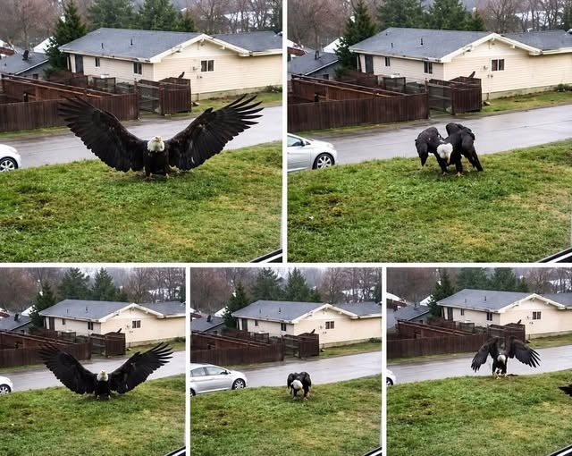 Giant Eagle Captured on Camera Leaves Onlookers Amazed